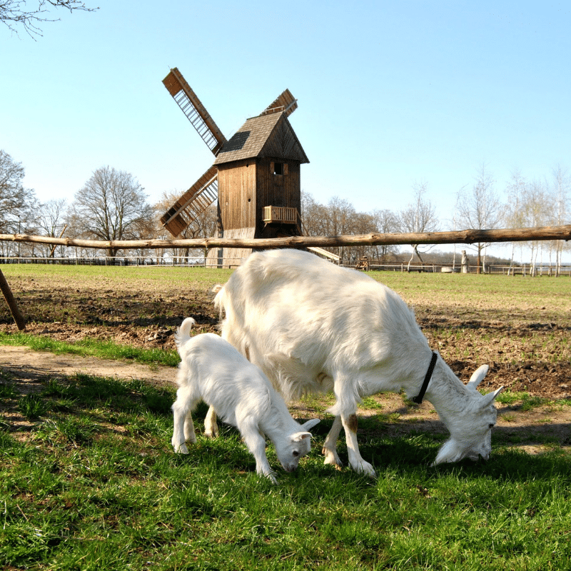 Skansen Budownictwa Ludowego Zachodniej Wielkopolski. Wiatrak Koźlak z 1603 roku.
