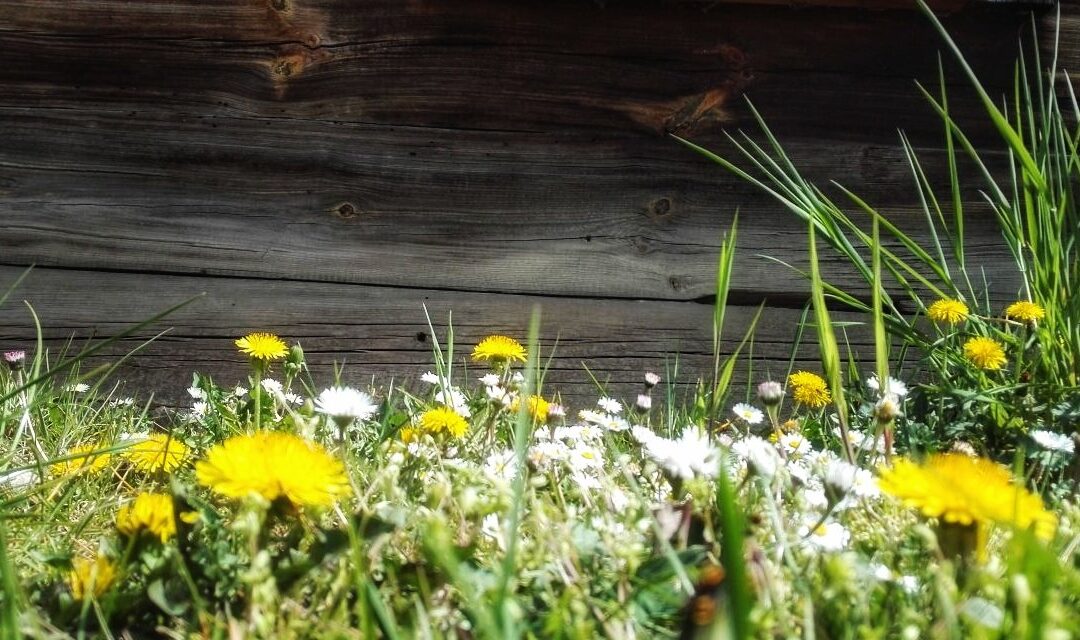 trawa i kwitnące łąkowe kwiaty