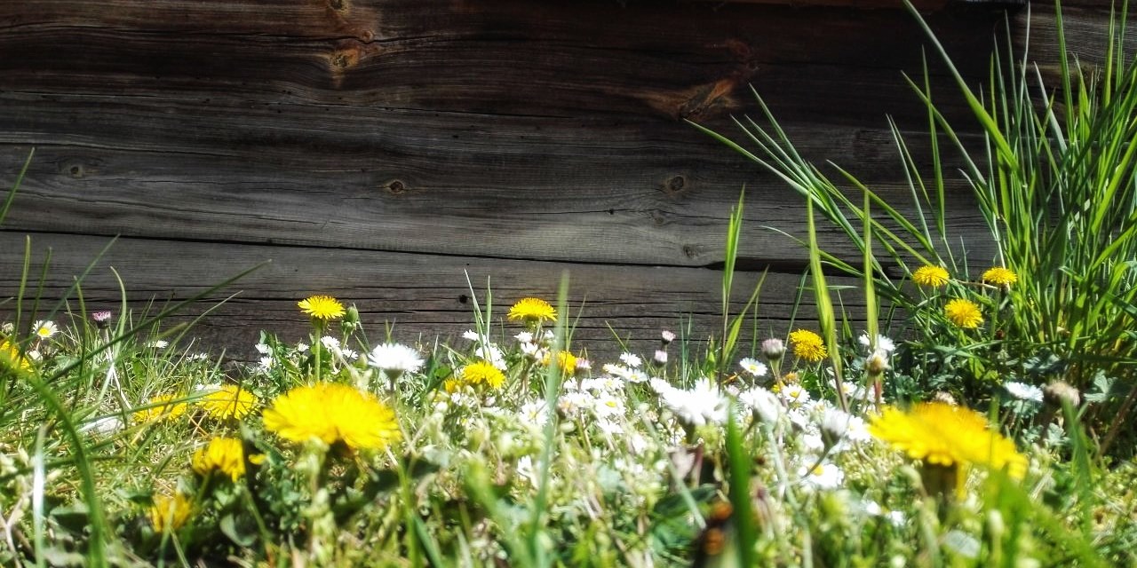 trawa i kwitnące łąkowe kwiaty